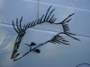 Hogfish Wall Hanging