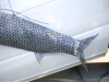 Grand Tarpon - Polished Washer-Built, Tail Detail